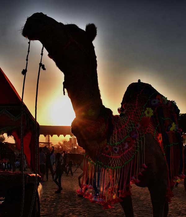 How to Reach Pushkar