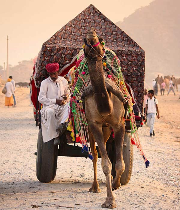 Pushkar Fair 2026, Camel Fair in Pushkar